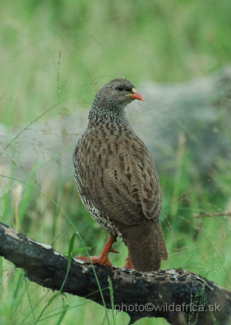 puku rsa 072.jpg - Natal Francolin (Pternistes natalensis)